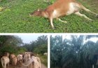 Sapi Mati Berjatuhan Karena Wabah Penyakit Mulut dan Kuku